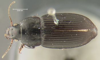 Media type: image;   Entomology 32987 Aspect: habitus dorsal view